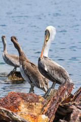 Ave Pelicano Pelecanus