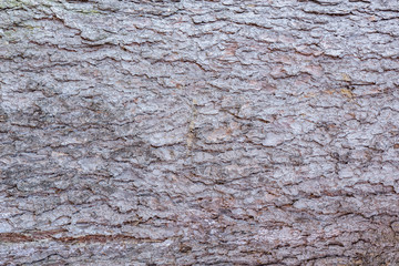 Pine tree bark surface.