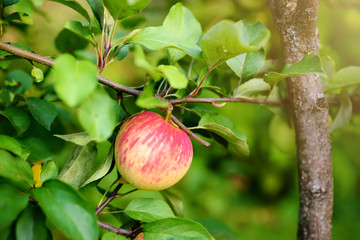 Red ripe apple on the branch in orchard.
