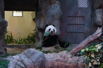 panda eating