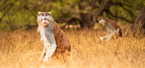 Apes watching photographer © VIDEOMUNDUM