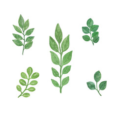 A set of watercolor fancy leaves branches on the white background, hand drawn pattern