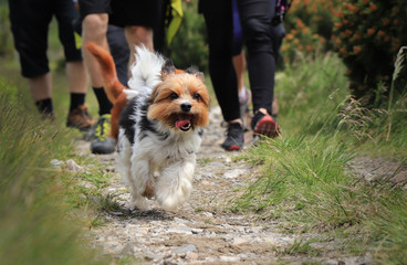 Biewer Terrier runs as tiger. Puppy with naughty face dash along the forest path from one owner to...