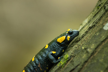 Salamander in forest sitting on tree