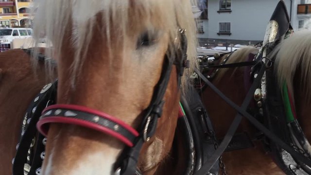 horses in snowy Austrian alps