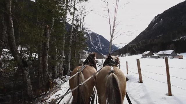 horses ride through trees at Austrian alps