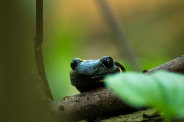 Salamander in forest sitting on tree