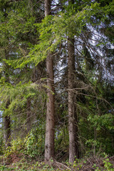 Obraz premium Mountain road near Pine Trees in a Forest