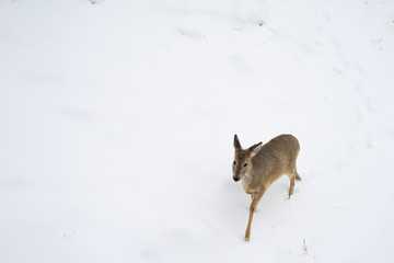 Obraz premium Roe deer or capreolus walks in the snow in winter with copy space.