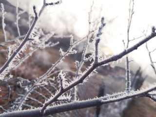 branches covered with snow