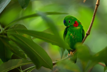 Blue-crowned Hanging-parrot - Loriculus galgulus, beautiful green and red small parrot from Eastern Asian forests and woodlands, Malaysia.