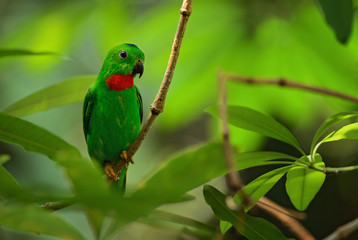 Blue-crowned Hanging-parrot - Loriculus galgulus, beautiful green and red small parrot from Eastern Asian forests and woodlands, Malaysia.