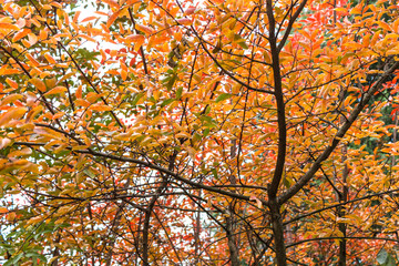 bright & vibrant orange colored leaves