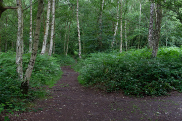 Charming Woodland scenes in a local park