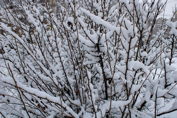 The shrub is covered with a white blanket in winter