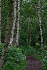 Charming Woodland scenes in a local park