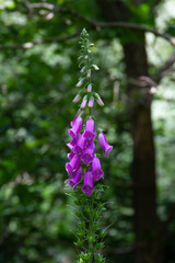 Charming Woodland scenes in a local park