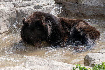Tibetan black bear taking a bath