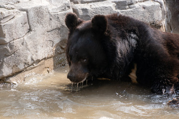 Tibetan black bear taking a bath
