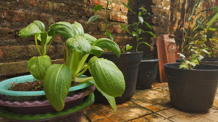 groeing mustard green plant in the garden