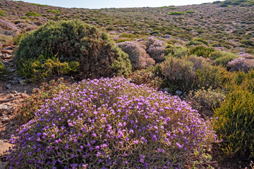 Panoramic view of flowering Mediterranean bushes on the island of Crete.