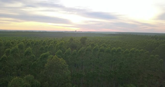 Aerial View of Endless Deciduous Forest and Horizon After Sunset in Countryside of Paraguay