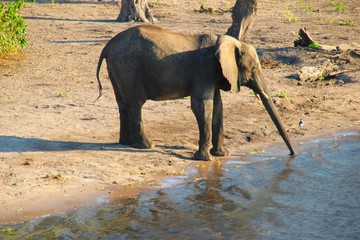 abgemagerter Elefant