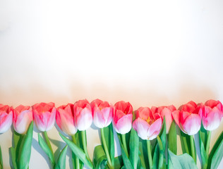 Pink flowers white background. Flower rose tulip in a row. Flat lay mock up, top view
