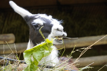 Hungry Restless lama chews or nibbling fresh green leaf or grass. Farm animals with food, lunch. © Alexkarankevich