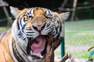 tiger playing to bite a wood