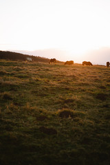 Obraz premium Group of horses grazing during sunset on a meadow