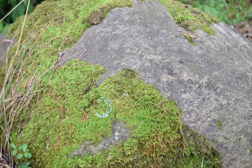 Stone with green moss on it and dry pine-tree needles under the bright rays of light on a summer sunny day.
