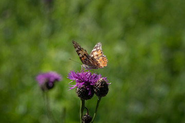Fototapeta na wymiar Skabiosen - Flockenblume mit Schmetterling