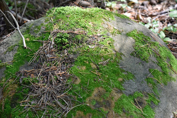Naklejka na ściany i meble Stone with green moss on it and dry pine-tree needles under the bright rays of light on a summer sunny day.