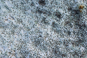 gros plan sur une roche calcaire couverte de coquillages ayant creus&eacute;s des petits trous.