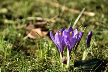 Images of Crocuses