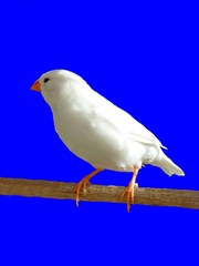 Primo piano di esemplare femmina dal piumaggio completamente bianco di Taeniopygia guttata isolato su sfondo blu, noto anche come Zebra Finch o diamante mandarino 