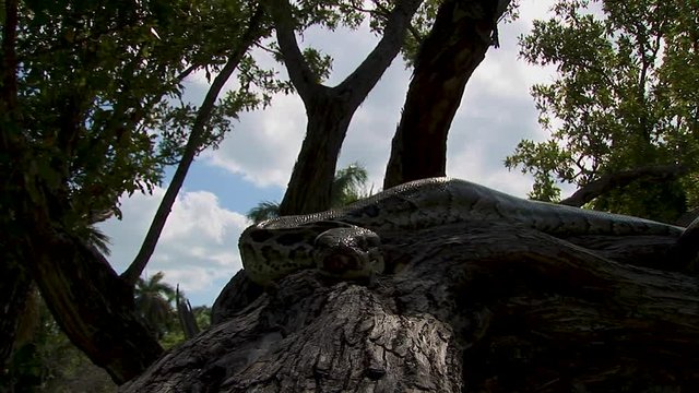 A gigantic tree snake slithers along the branch of a tree in the shade