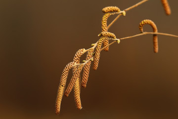 Hazel catkins Mature on a branch on a brown blurred background...