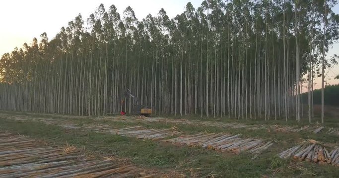 Machine Harvesting Trees and Stacking Trunks. Forest Farm for Industrial Purpose in Countryside of Paraguay, Aerial View
