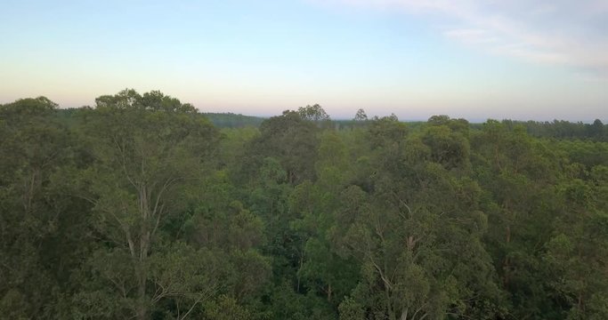 Drone Aerial View of Rainforest Under Clear Sky in Countryside of Paraguay, South America