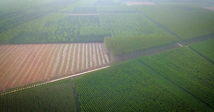 Aerial View of Artificial Forest for Woodwork Industry and Deforestred Field Under Mist