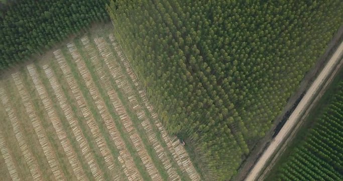 Birds Eye Aerial View of Aligned Forest Harvesting for Industrial Purpose. Deciduous Trees and Stacked Trunks