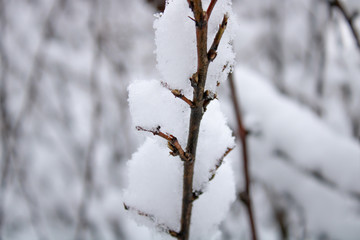 A branch with kidneys is wrapped in a fluffy snow blanket in the winter cold
