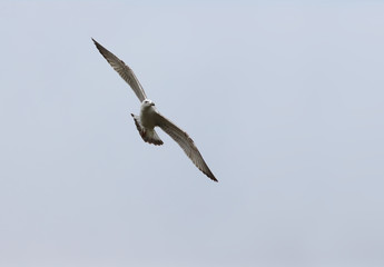 Seagull in flight and in turning on the background of the sky..