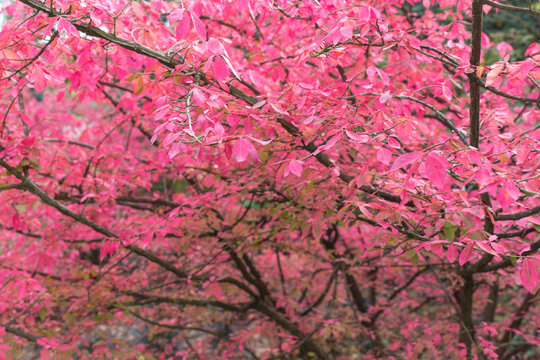 Bright & vibrant pink colored leaves