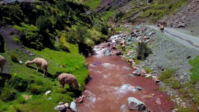 Aerial, Drone Shot Of Sheep Grazing At The Pukamayu Red River, On A Sunny Day, In Cusco, Peru, South America