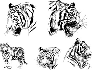 set of vector drawings on the theme of predators tigers are drawn by hand with ink tattoo logos