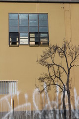 window in the wall with graffiti and tree