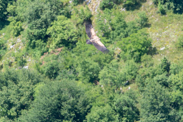 Large Bird Griffon Vulture